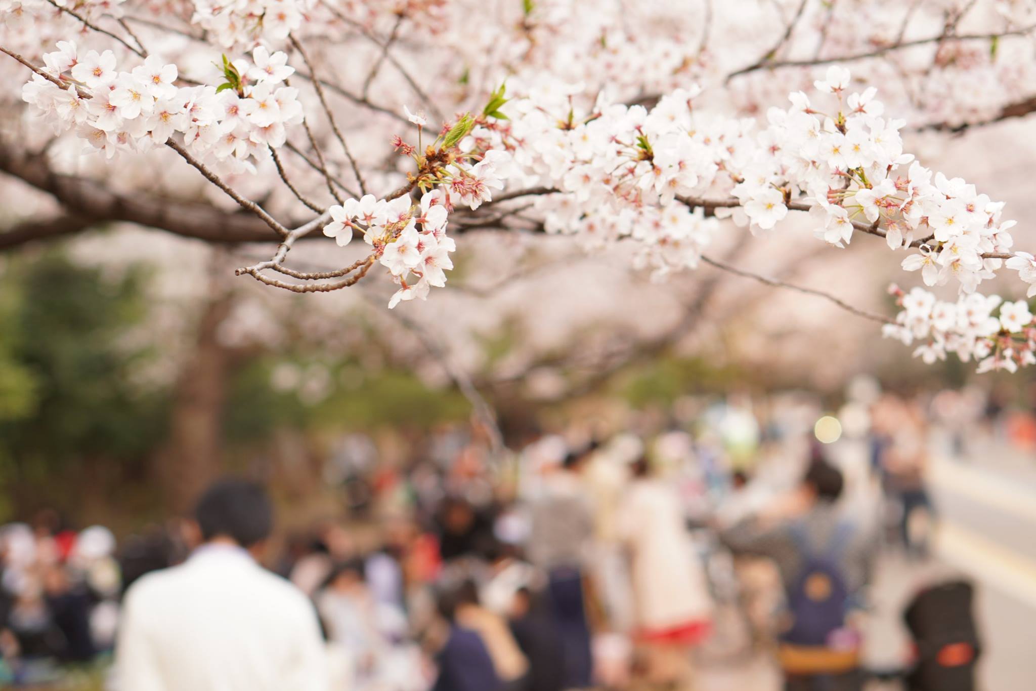 資産もサクラ咲く!ixiお花見♡のイメージ