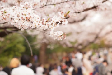 2019年4月　毎年恒例！ixiお花見のイメージ